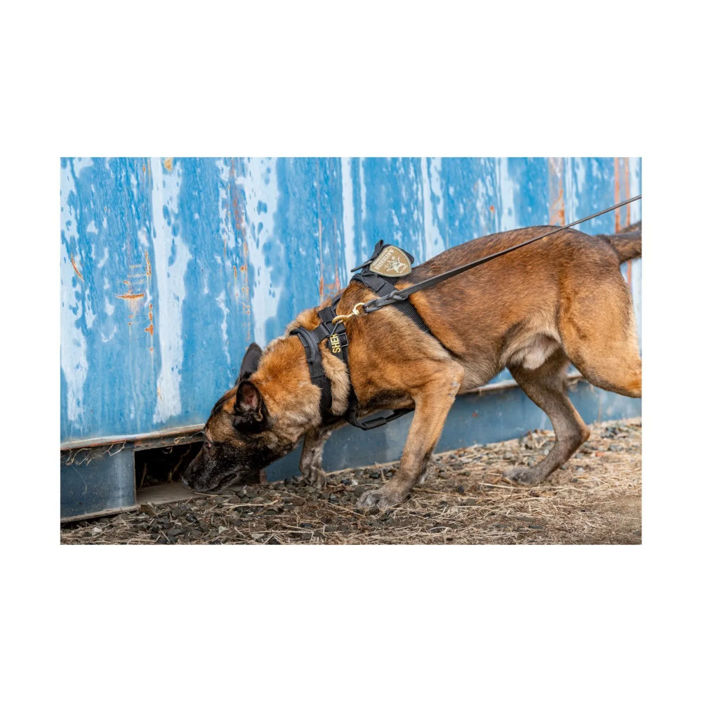 5.11 - AROS K9 Hundehalsbånd Bred // Ranger Green fra 5.11 - billede nr. 10 hos GrejFreak.dk