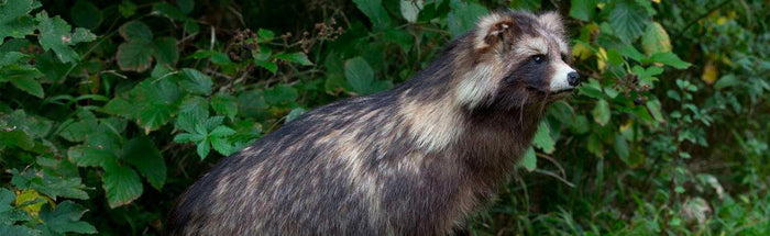 Indlæg på GrejPedia - Sådan får du tilladelse til natkikkert til regulering af mårhund og vaskebjørn - GrejFreak.dk