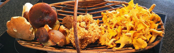 Indlæg på GrejPedia - Svampejagten - GrejFreak.dk